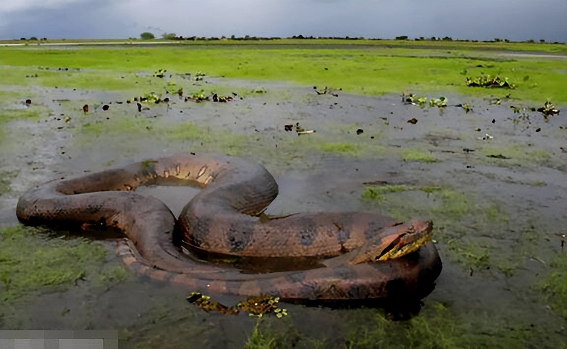 中国最吓人的一条巨蛇(世上真有超30米的大蛇吗)