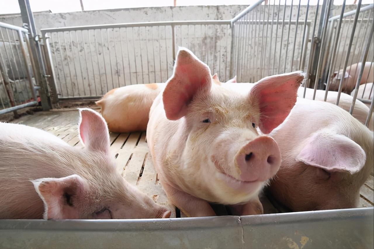 对3000头规模以上猪场调控!猪业巨变到来