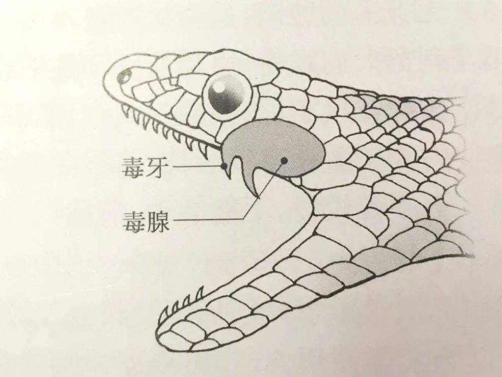 毒蛇进车有多可怕？埃及一家4口坐车出游，连同司机一起被咬身亡