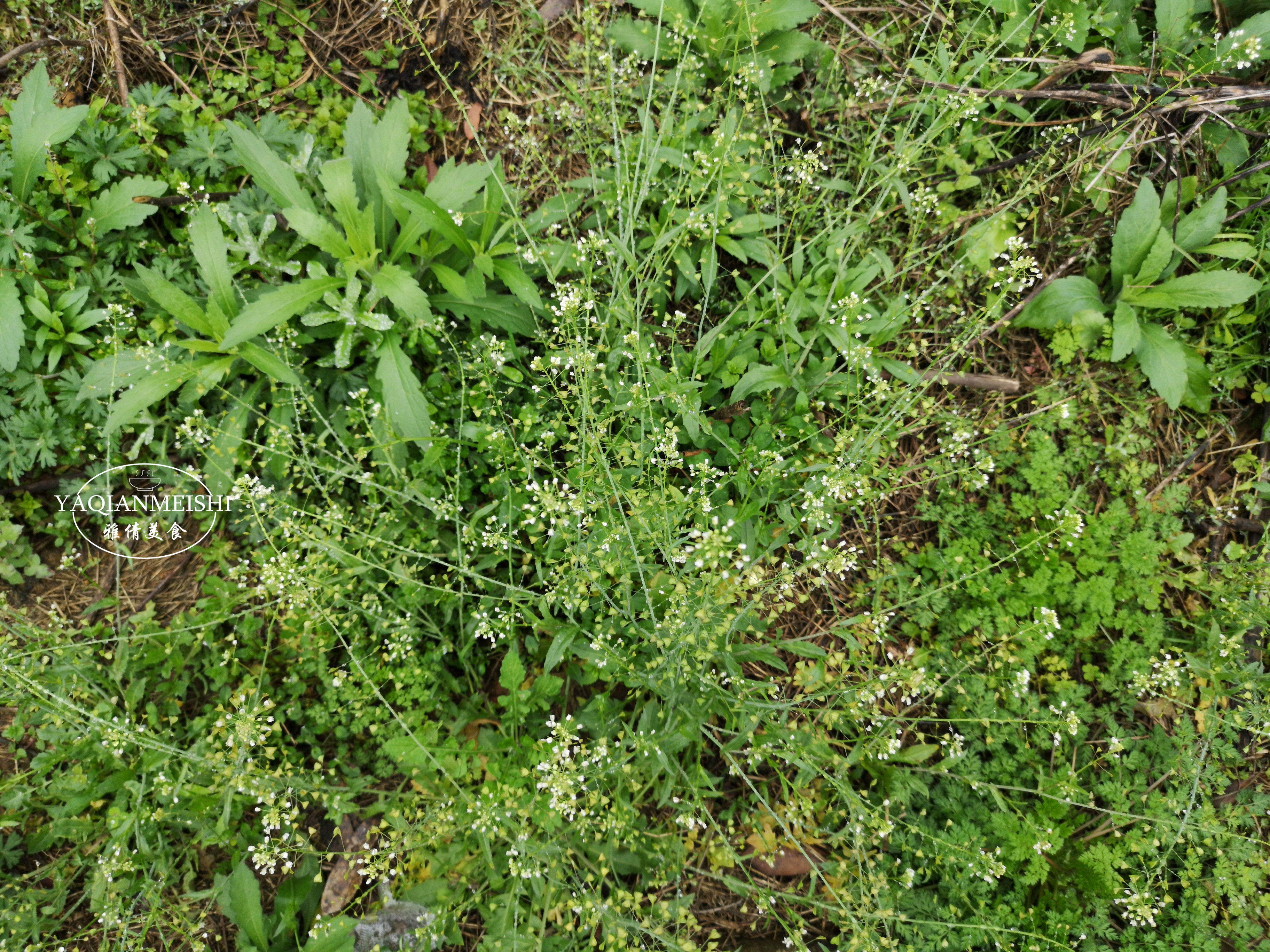 薺菜為十字花科一年或二年生草本植物,是大家非常熟悉的野菜,開白色