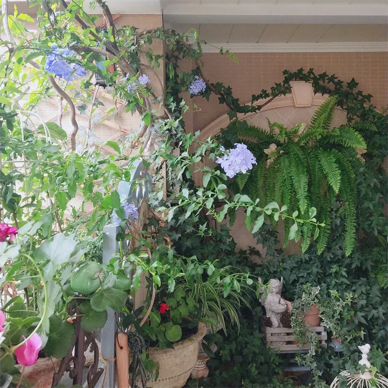 阳台花园，在这个面积不大的地方造梦，美了岁月，醉了时光