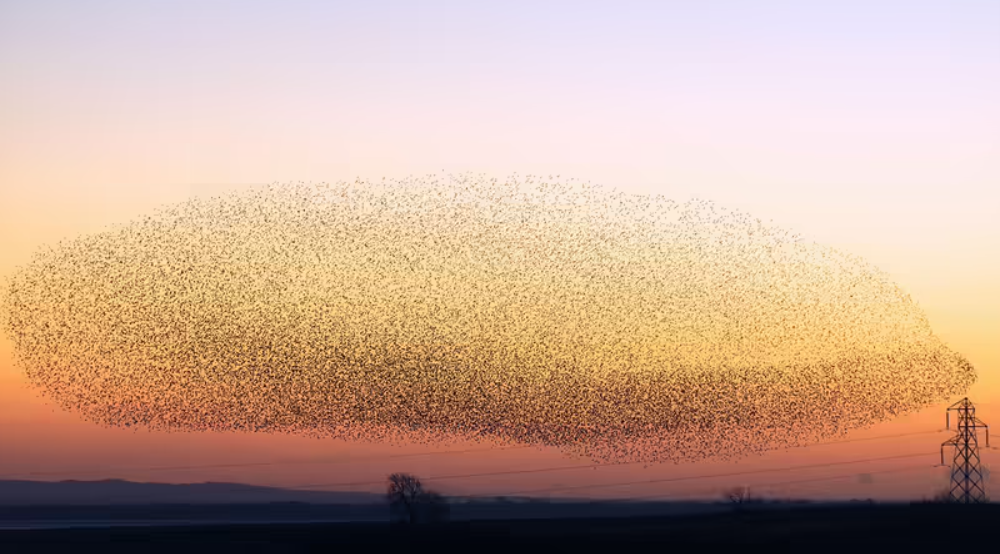 75万只鸟在空中猛扑和盘旋，天空中最壮观的表演，鸟类如何完成？