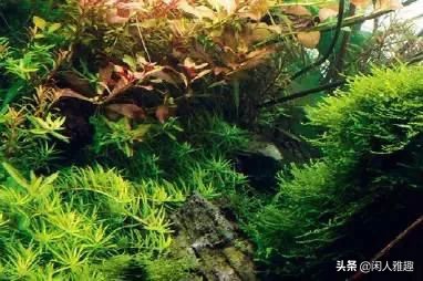 电光美人鱼咬别的鱼吗（180cm鱼缸的完美搭配）