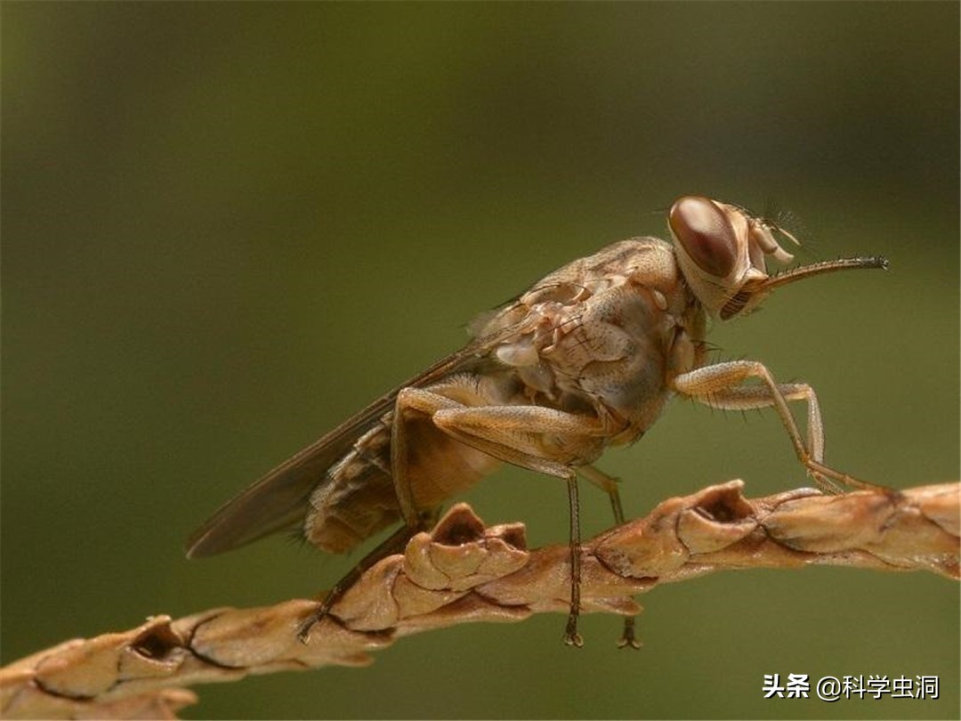 杀人最多的七种动物，第一种蚊子每年致死超72万人，你认识几种？