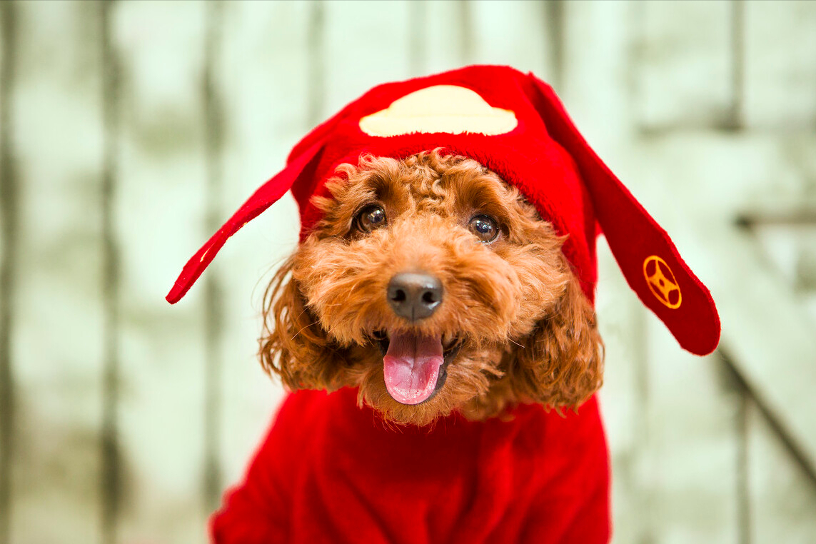 比格犬好養嗎,比格犬好養嗎?有什么優點缺點?