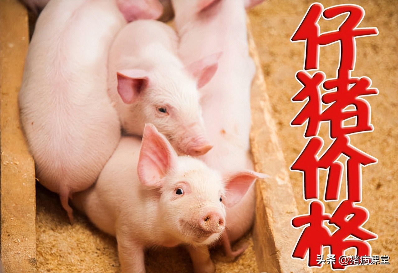今日30左右小猪价格（30斤左右小猪一天喂