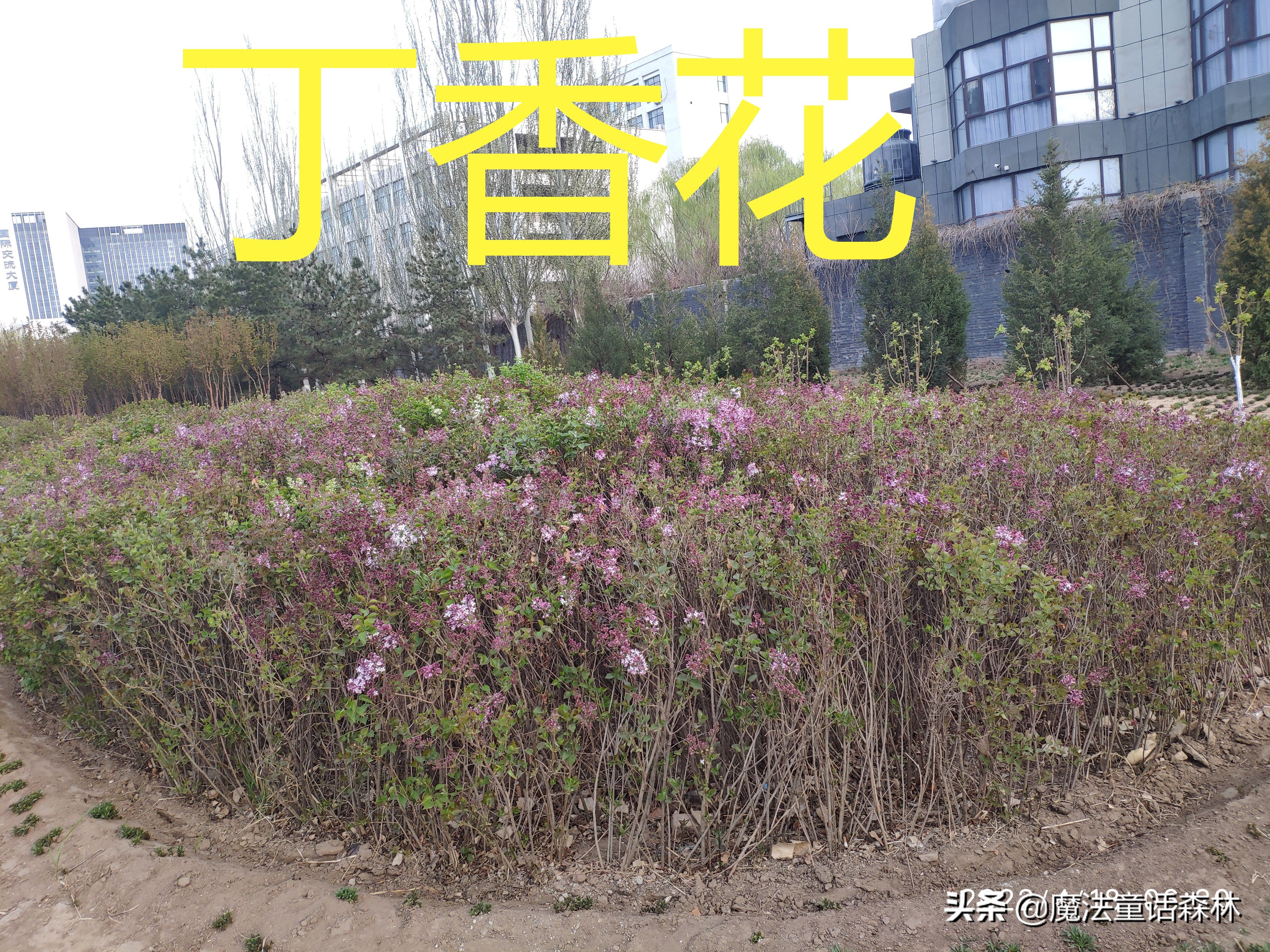 丁香花图片和介绍（丁香花的生长特点及有关诗词）