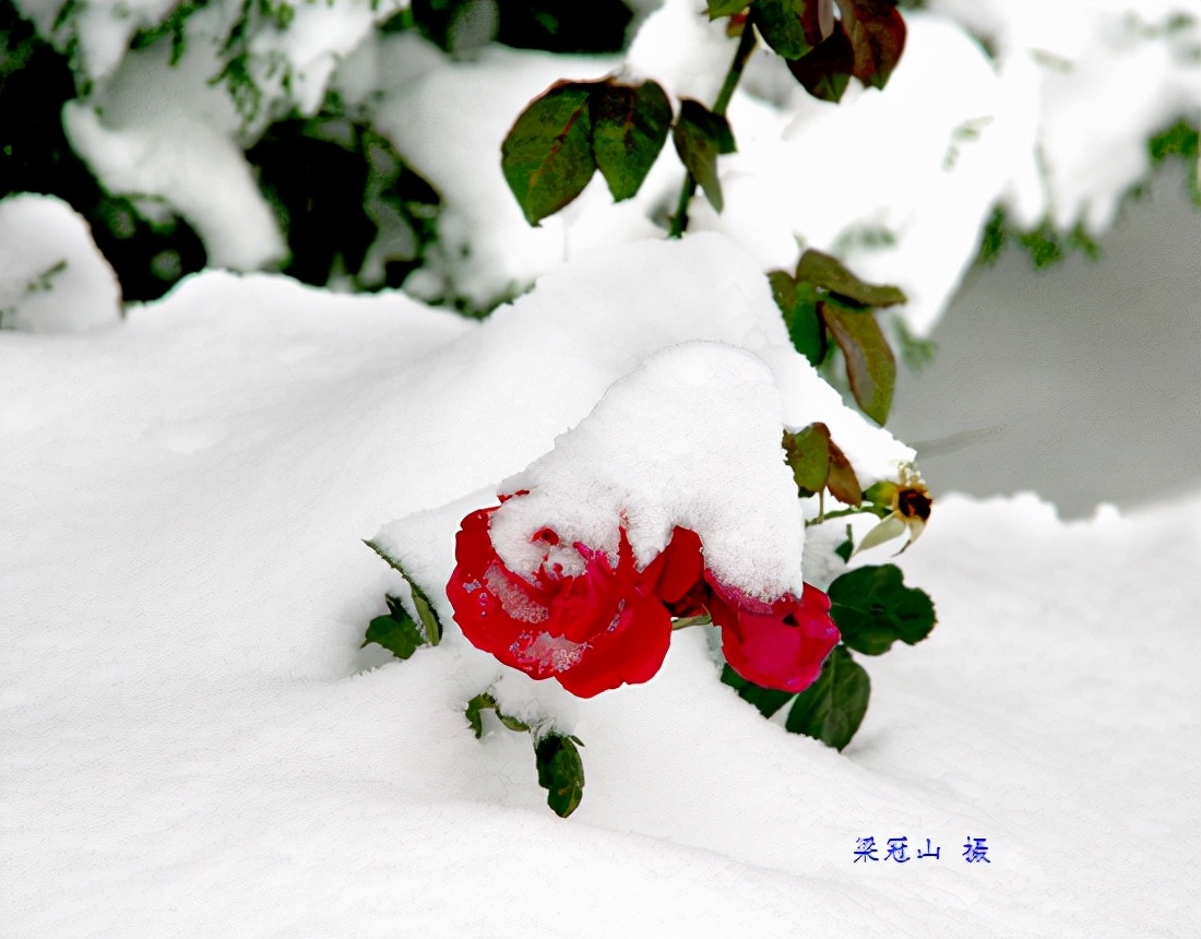 感恩大自然的馈赠“花果揪雪韵”