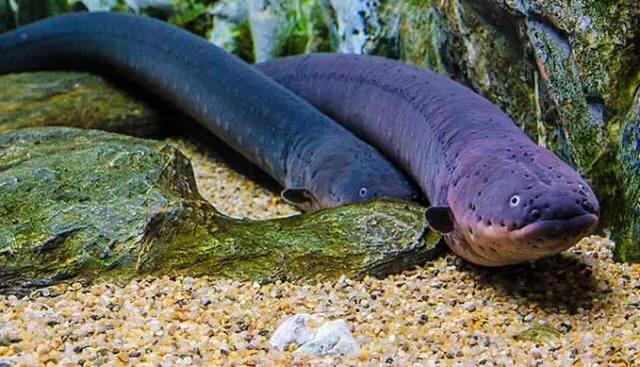 电鳗鱼多少钱一条(电鳗为什么电不死自己,发电量超过高压线)