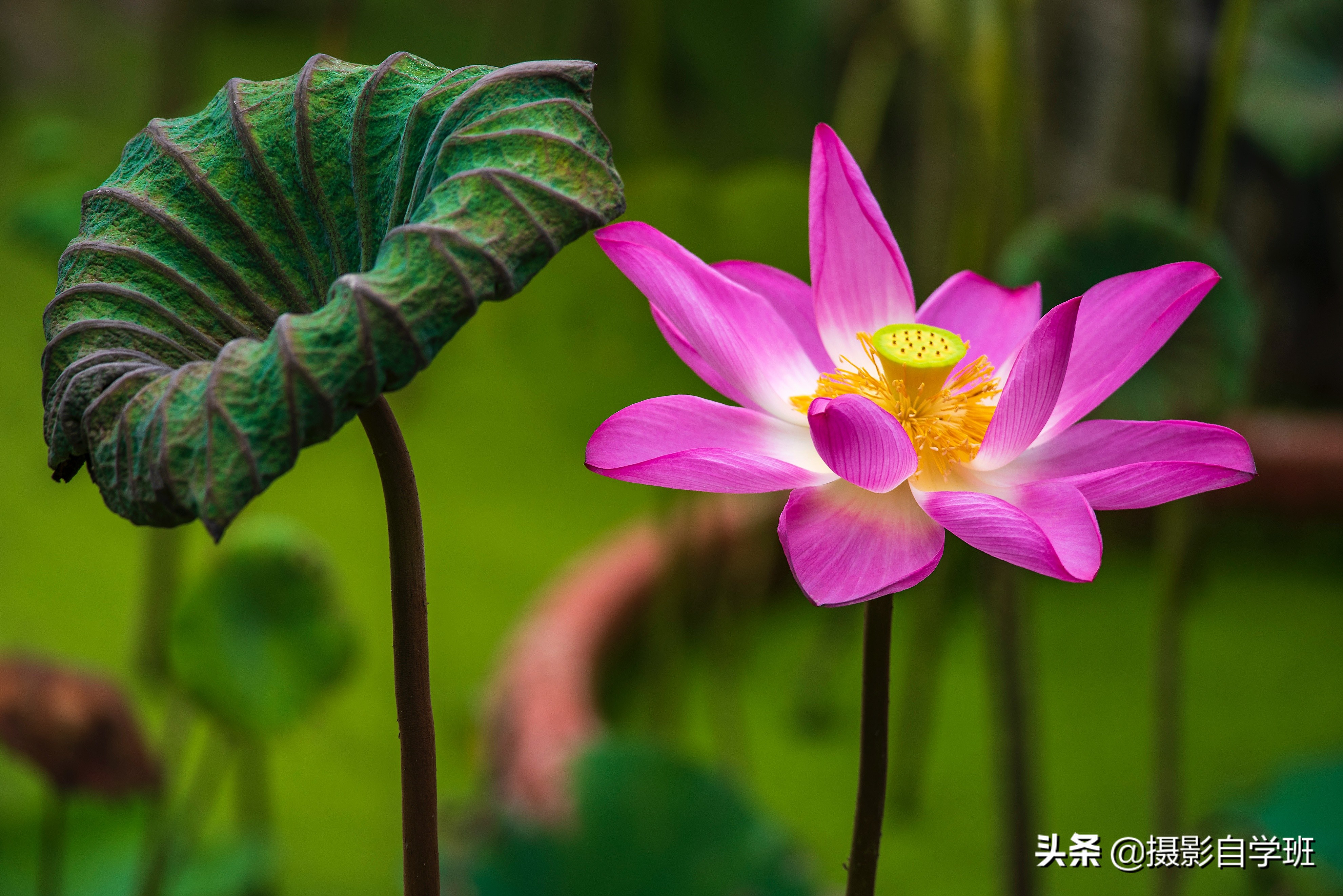 乒乓球拍怎么画(盘点5个荷花摄影错误,要知道照片为啥不好看,更要知道