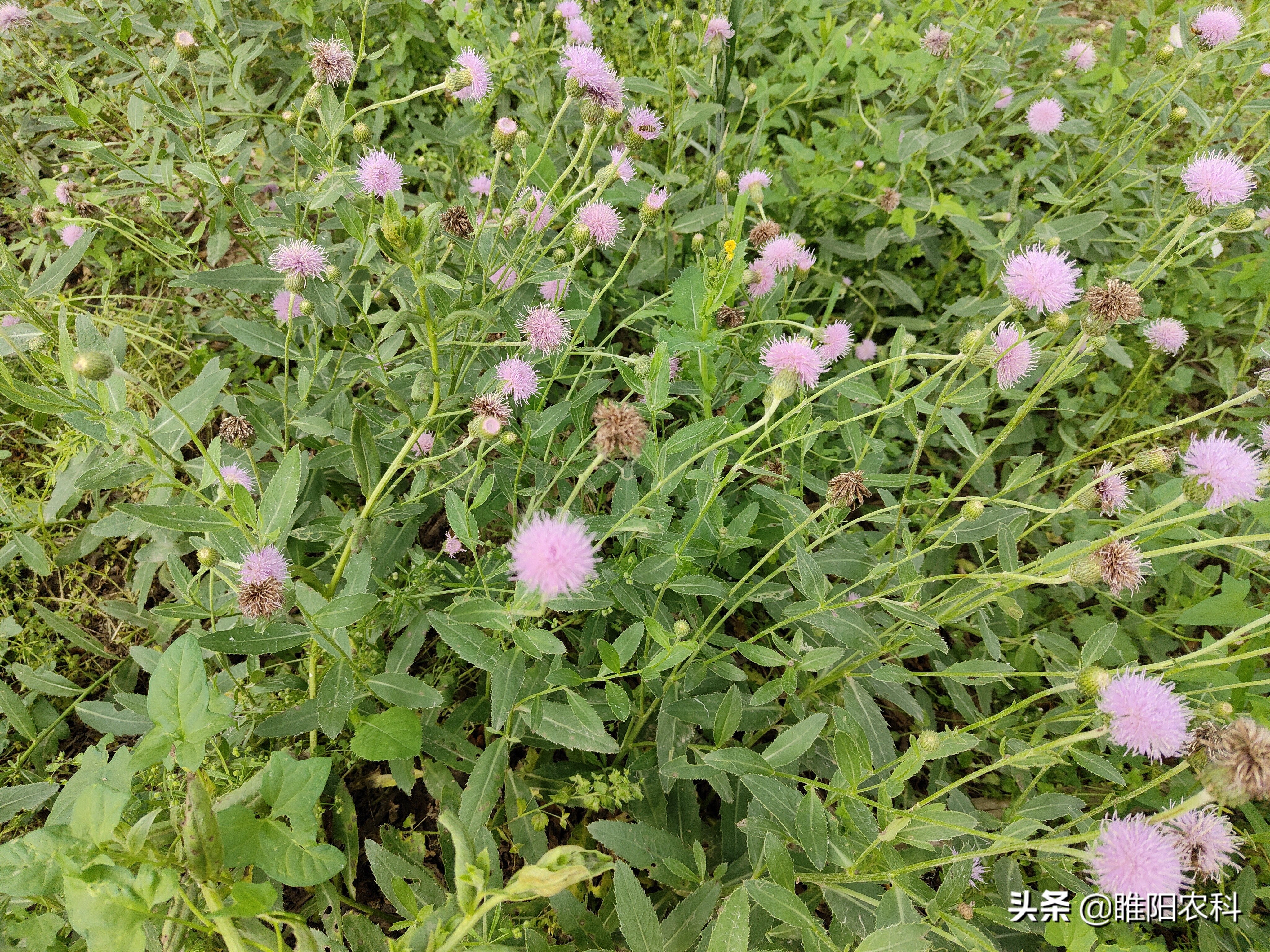 封闭式除草剂（果园专用除草剂配方收藏备用）