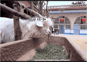 内娱真人秀再出冥场面，宋丹丹为何要那样？