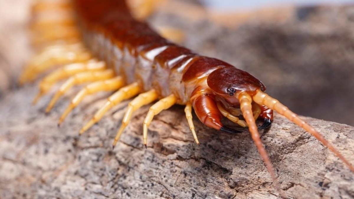 世界上最大的蜈蚣 十大巨型蜈蚣-春风号,忽如一夜春风来千树万树梨花