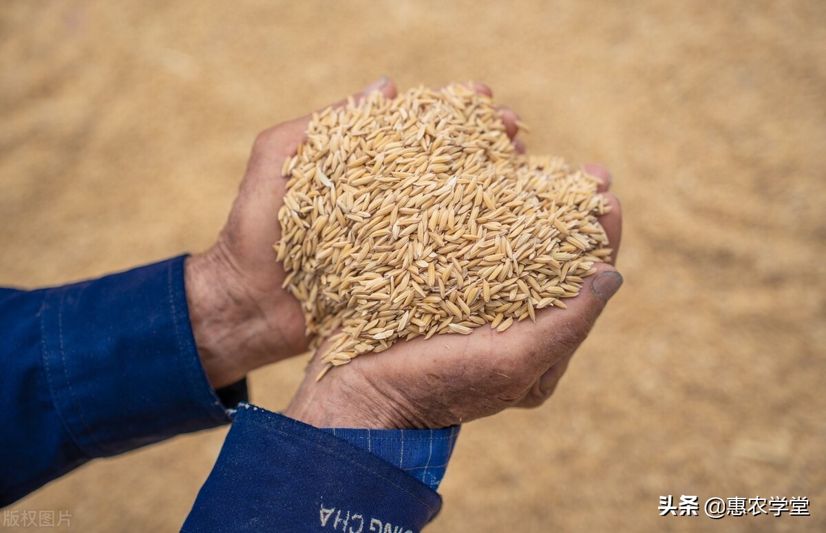 今年稻谷价格多少钱一斤？后期会上涨吗？2022下半年稻谷行情预测