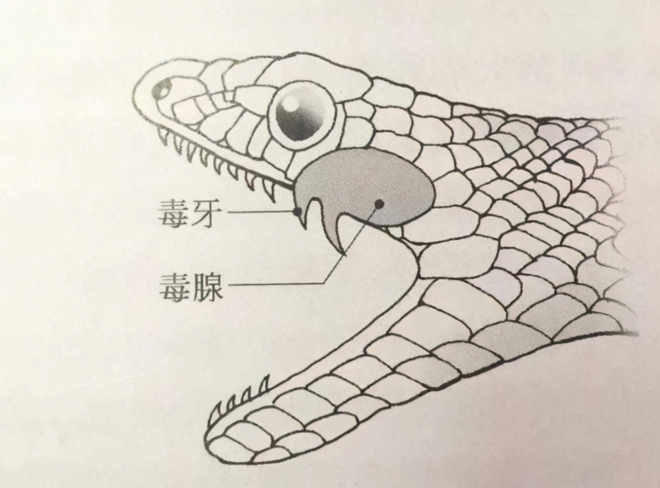 眼睛蛇多少錢一斤(100元1斤) - 價格百科