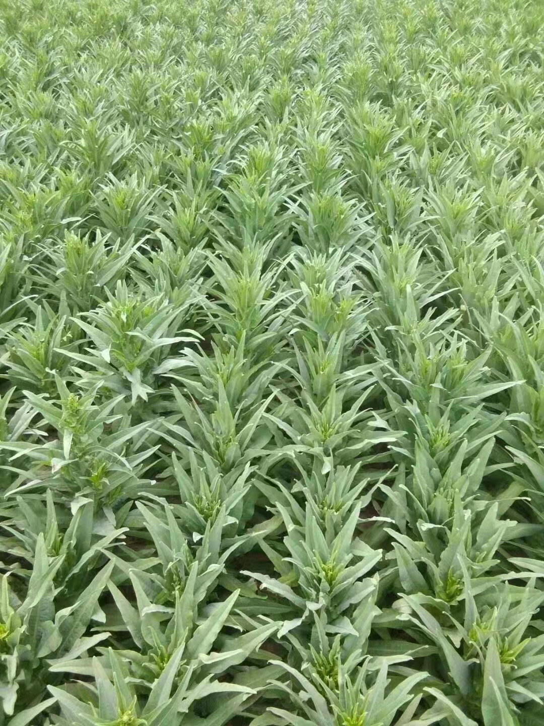 它是什么制作而成的?为何不大力推广种植