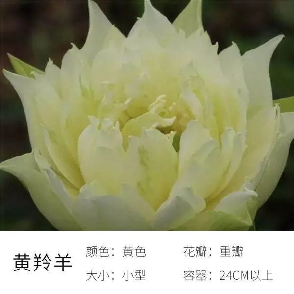 碗里就能种的荷花，1节藕种土里，初夏就开花