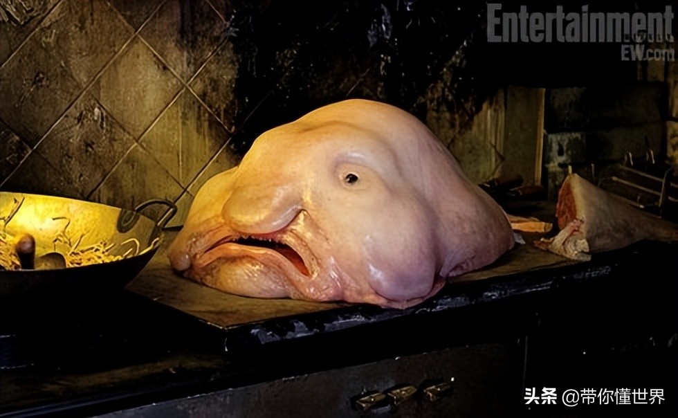 必读书目《海底两万里》的神秘生物,居然有它们