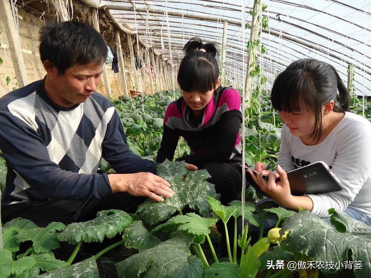 主要原因是哪些(种瓜种菜要重防土传病害！土传病害的主要原因和病害特点是什么？)