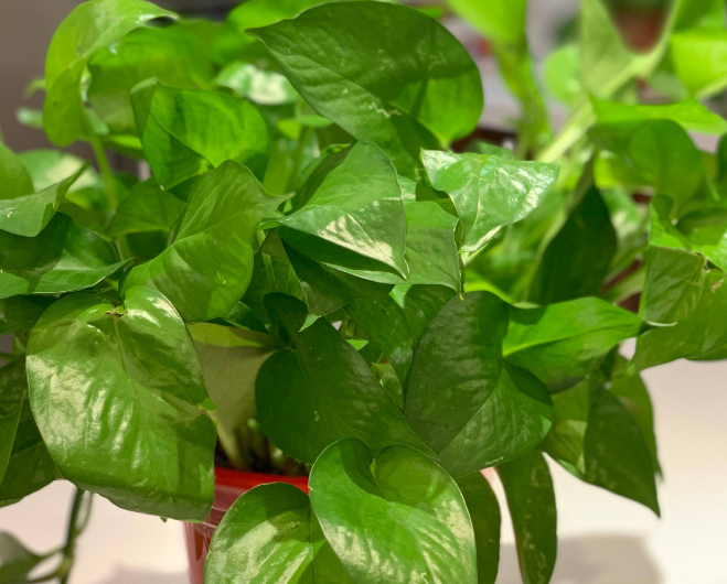 除甲醛排名前十植物（盘点3种被称作甲醛克星的常见绿植）