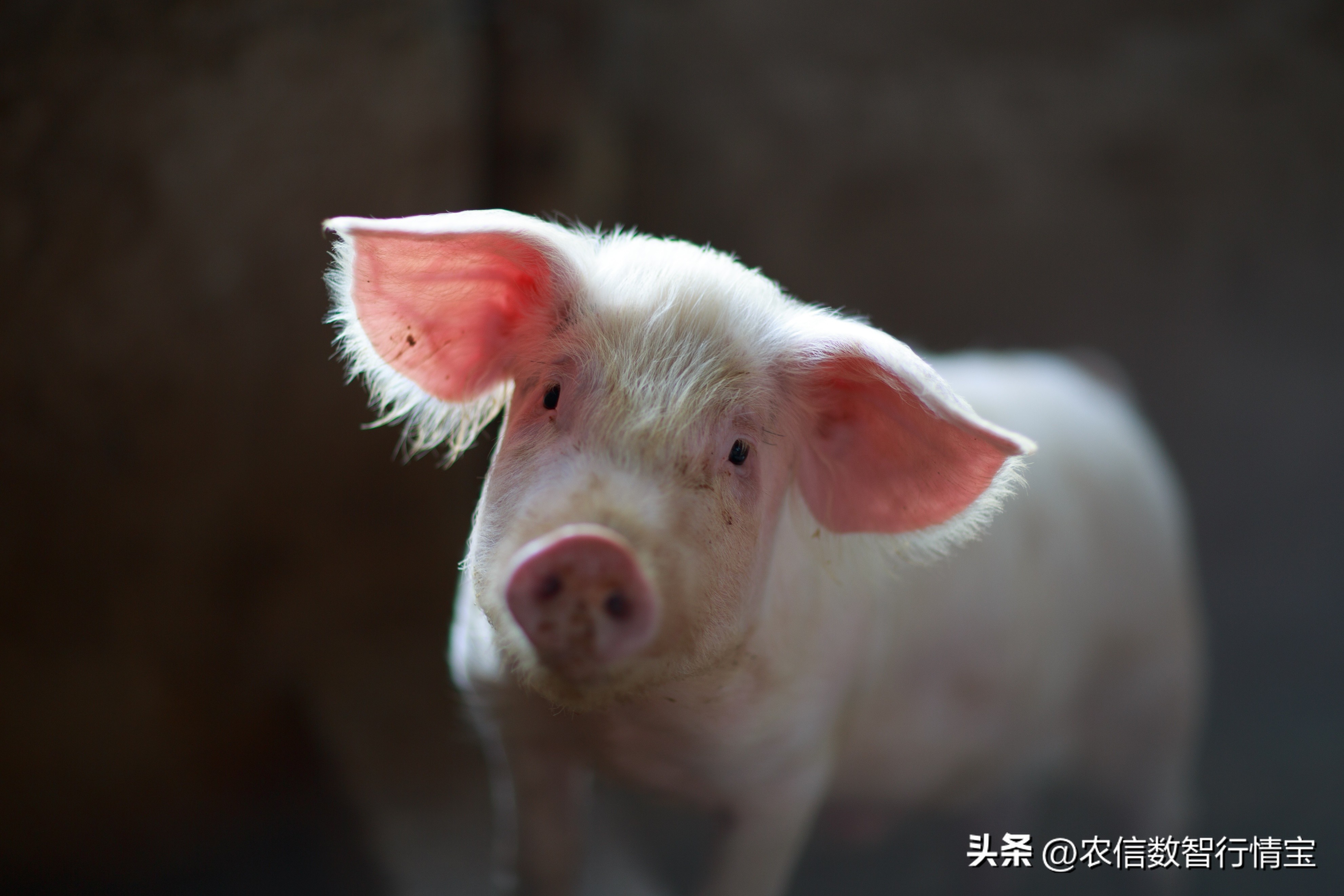 今日猪价行情｜19省猪价上涨，但政策调控风险仍存
