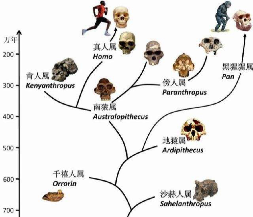 白人都是一个人种吗(黄种人、白种人、黑种人之间，为何可以自由混血，没有生殖隔离？)