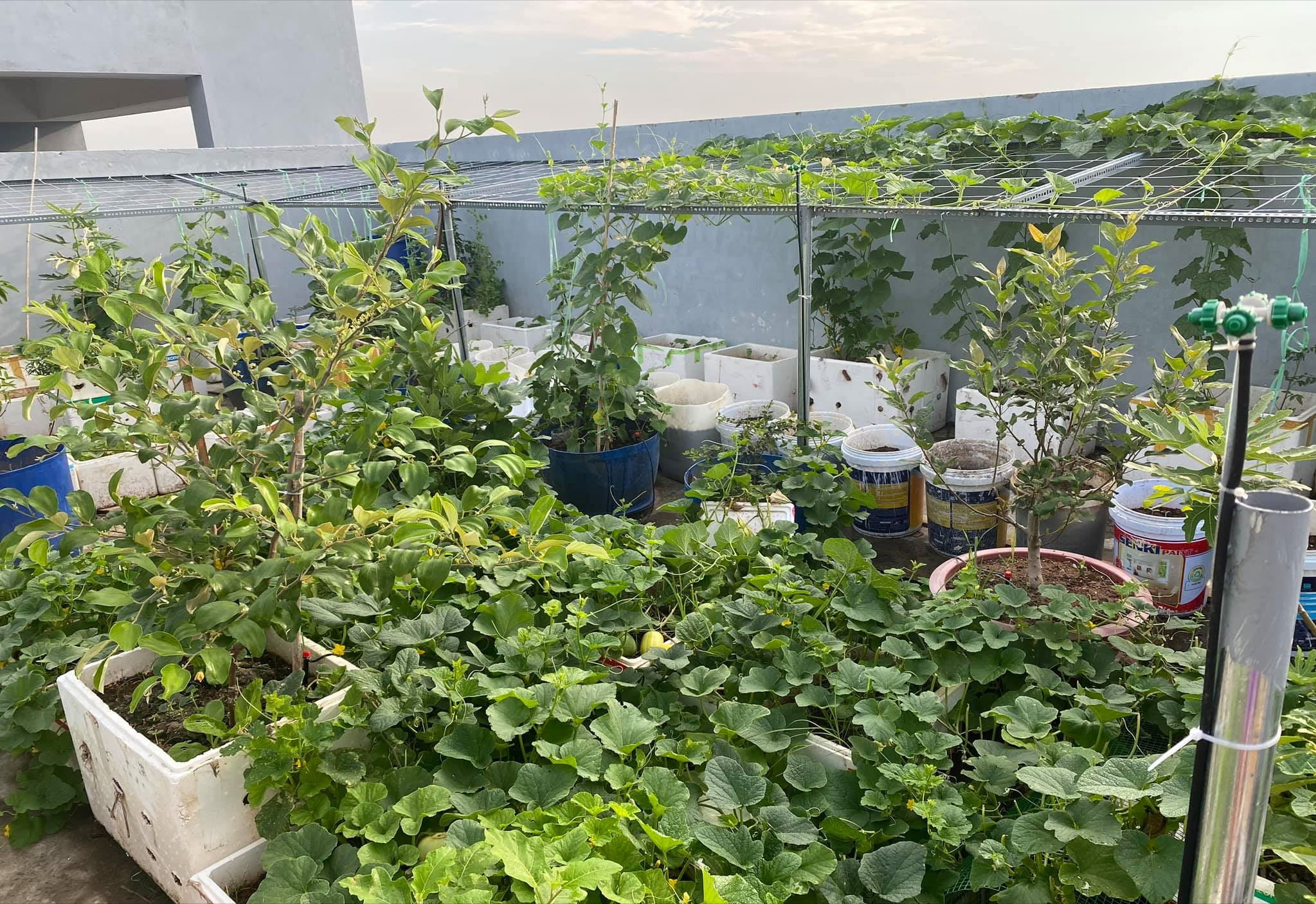 女厂长利用100平方米露台，投资3000块钱，种植了各种干净蔬菜