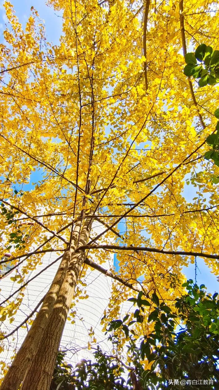 秋冬美图来袭① | 为你喜欢的校园美景投票吧