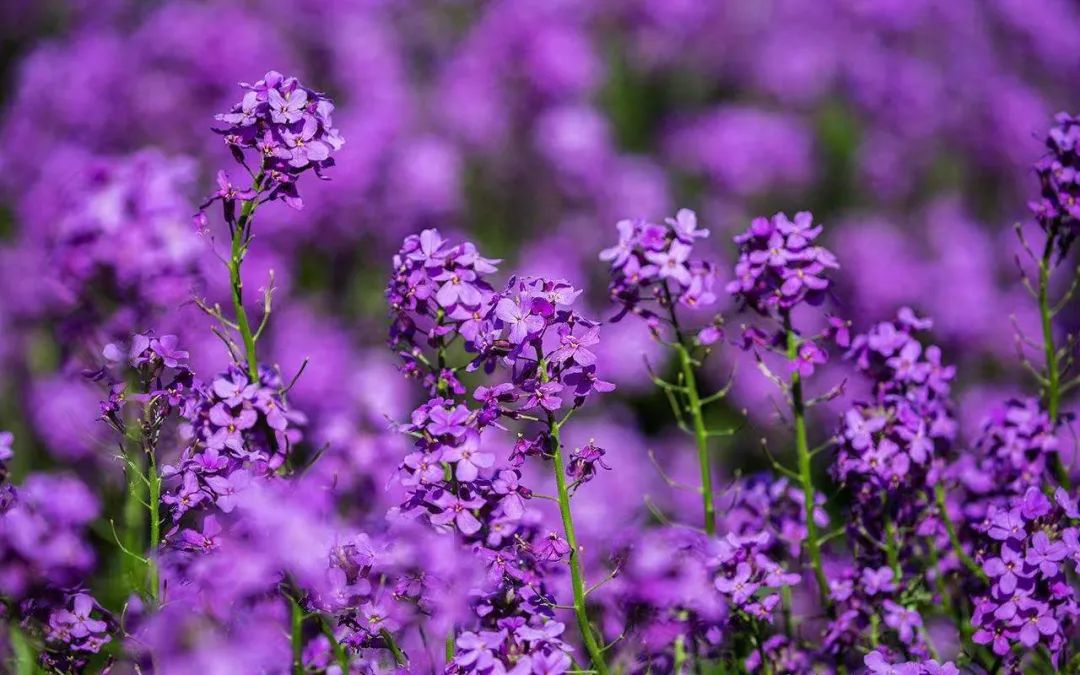 蓝香芥是什么(蓝香芥的花语与其代表的寓意)