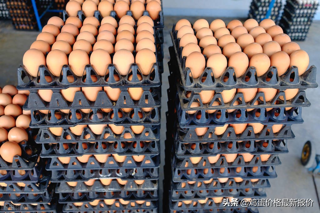 2022年6月13日鸡蛋价格最新报价行情，河北鸡蛋价格最新报价行情