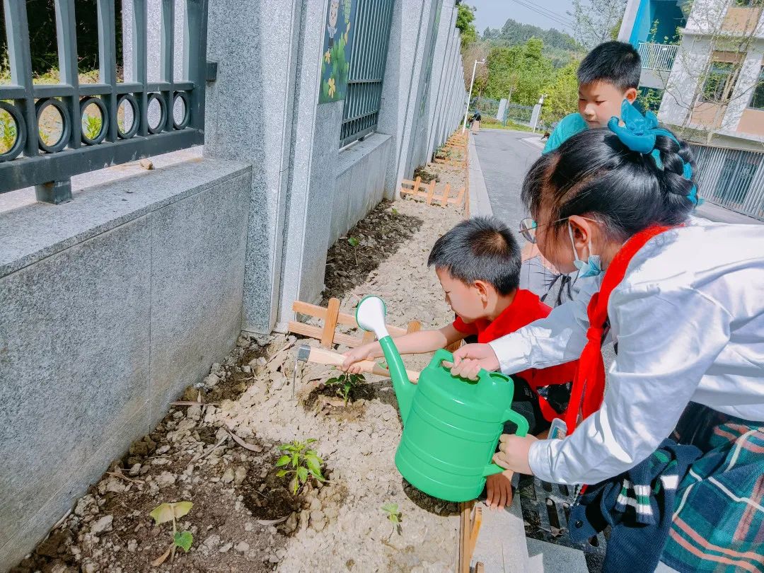 「责任教育 劳动课程」成都市双流区黄甲小学开发特色劳动种植课程
