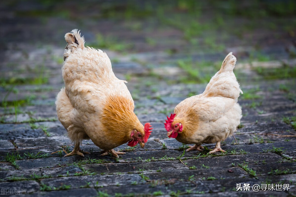买鸡时,内行人专买散养土鸡,肉质紧实鲜嫩,看完涨知识了