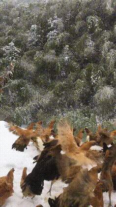 放弃深圳公司高薪，研究生返乡卖鸡，一年营收800万