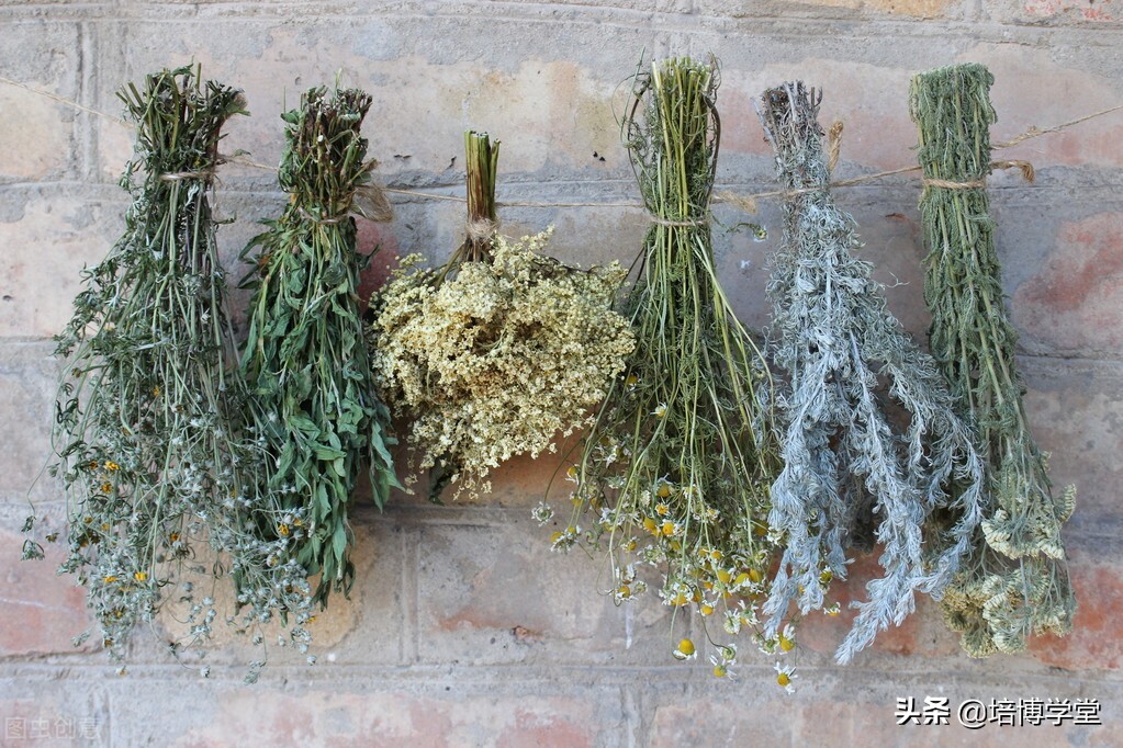 中医药的无奈，西医药的悲哀！文章不长，却寓意深长