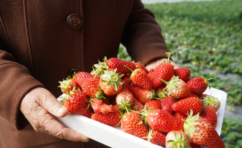 山东学霸小伙:用"高科技"种草莓,为家乡创收7900万,登上国家级表彰