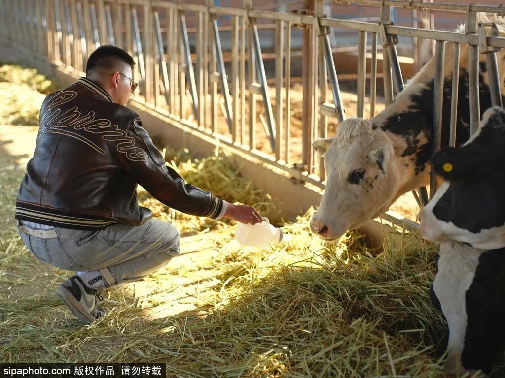 最新实拍！北京周末遛娃好去处，踏青赏花还能喂奶牛~