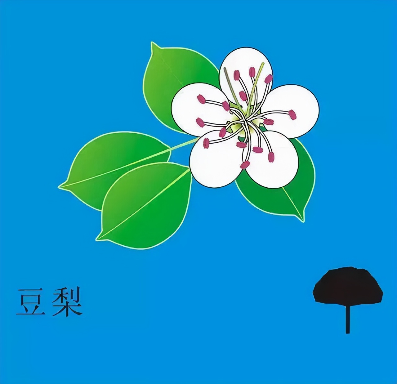 又到了樱梅桃李梨杏海棠……盛开的季节！脸盲吗？看这个