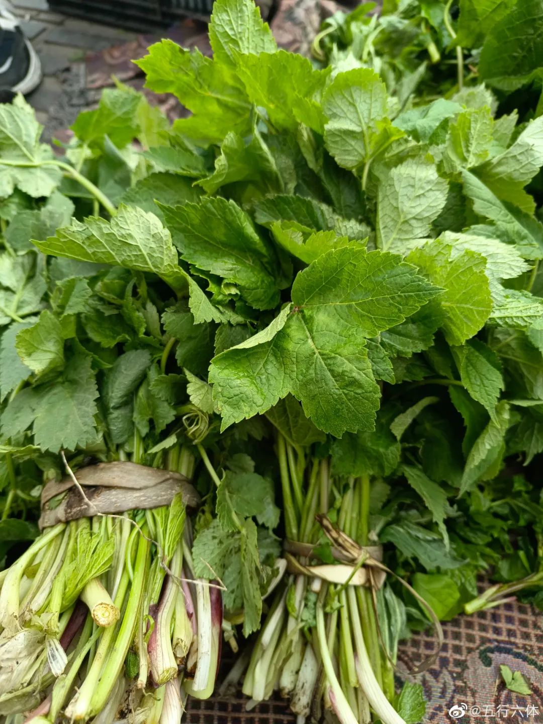 东北早市"山野菜"21种,你见过几个?