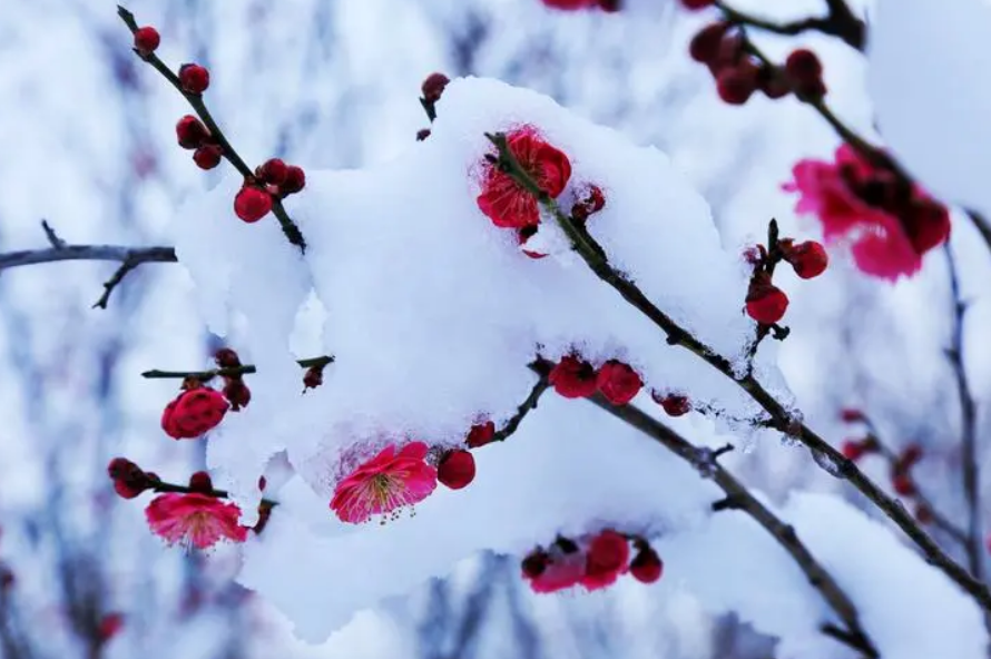 更须踏雪看梅花，十二首踏雪寻梅的诗词，看雪中梅花傲雪绽放