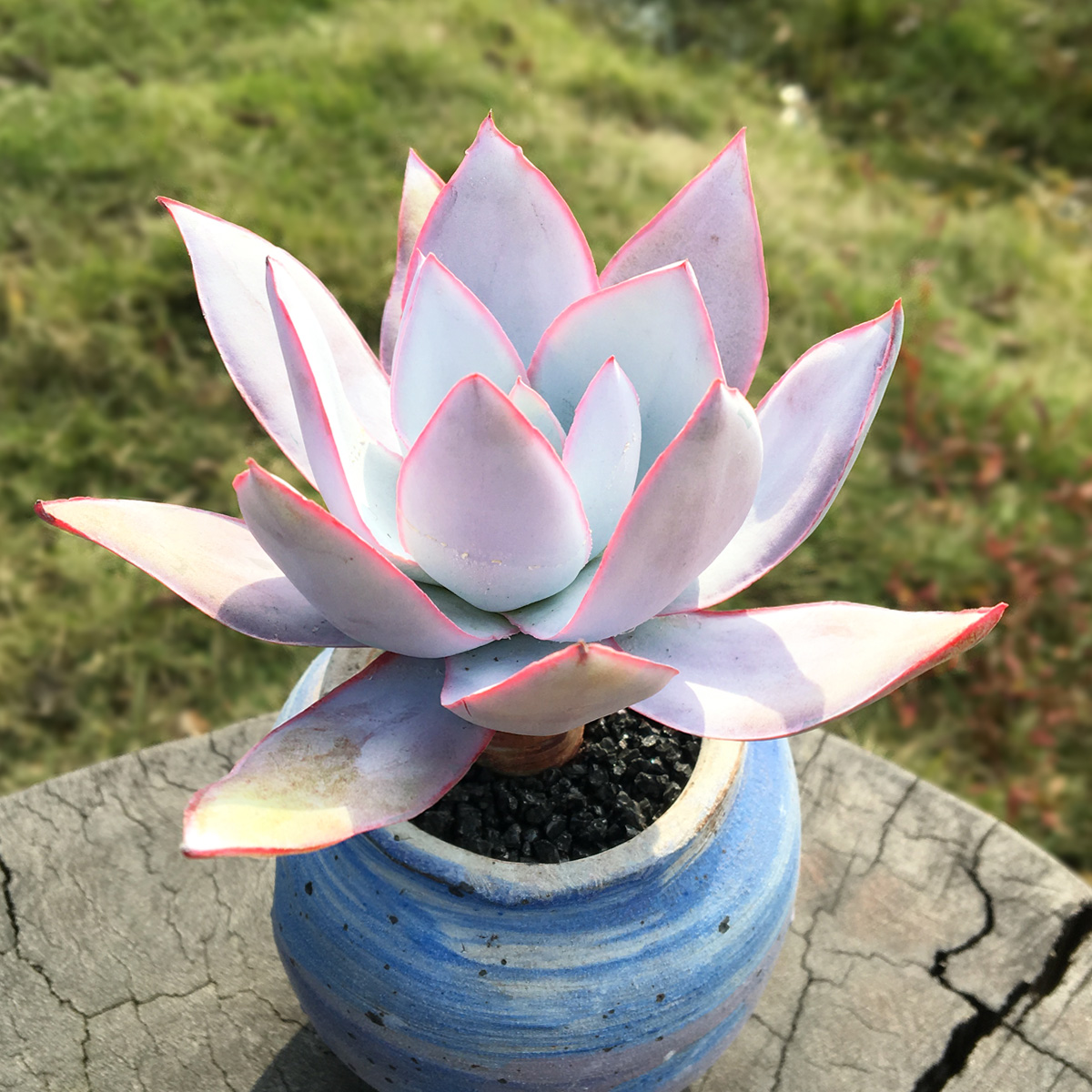 多肉植物品种大全图解(100种常见多肉图鉴)