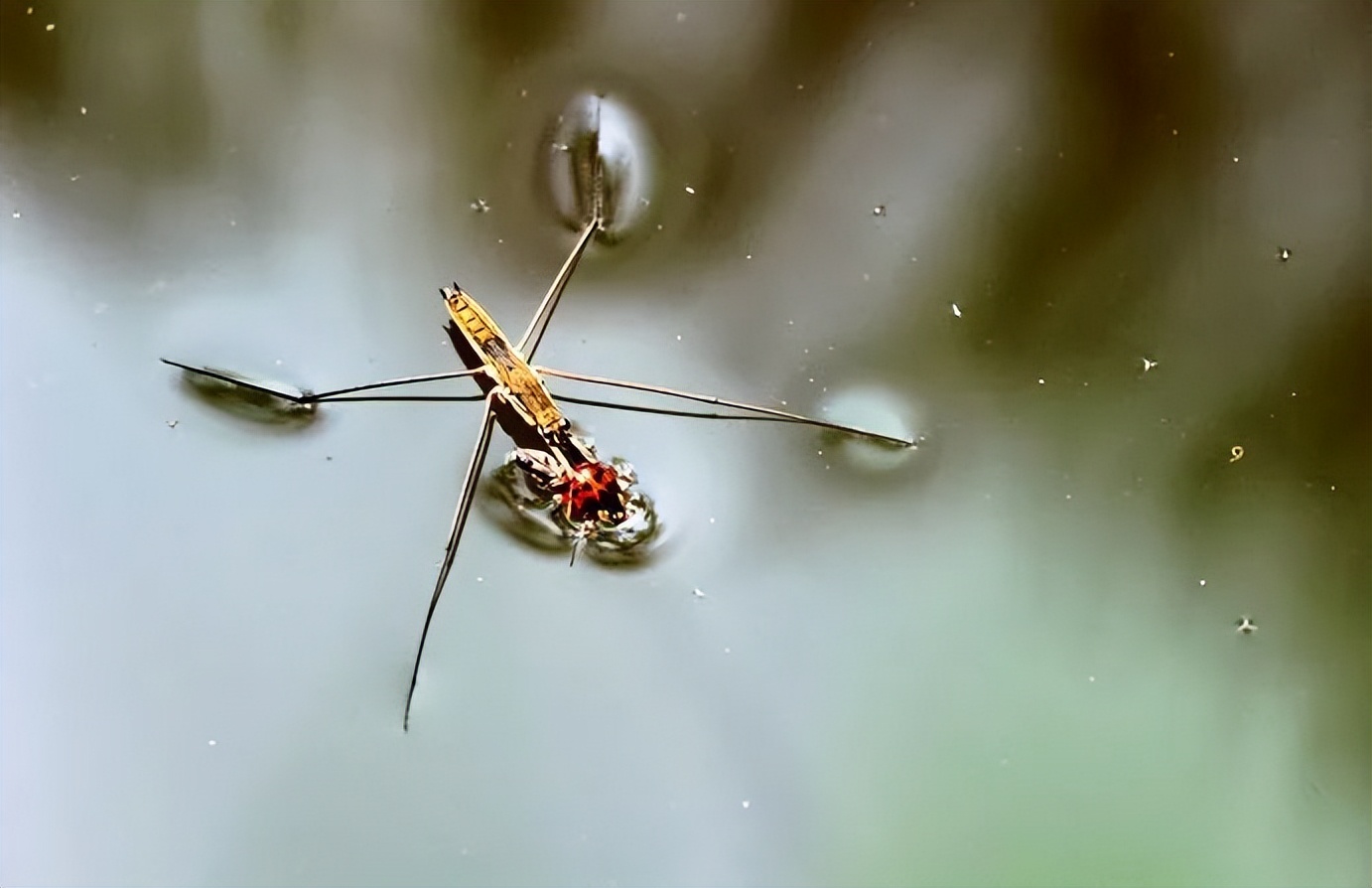 水黾在鱼塘水面上轻功展现不但水上漂还会凌波微步的昆虫