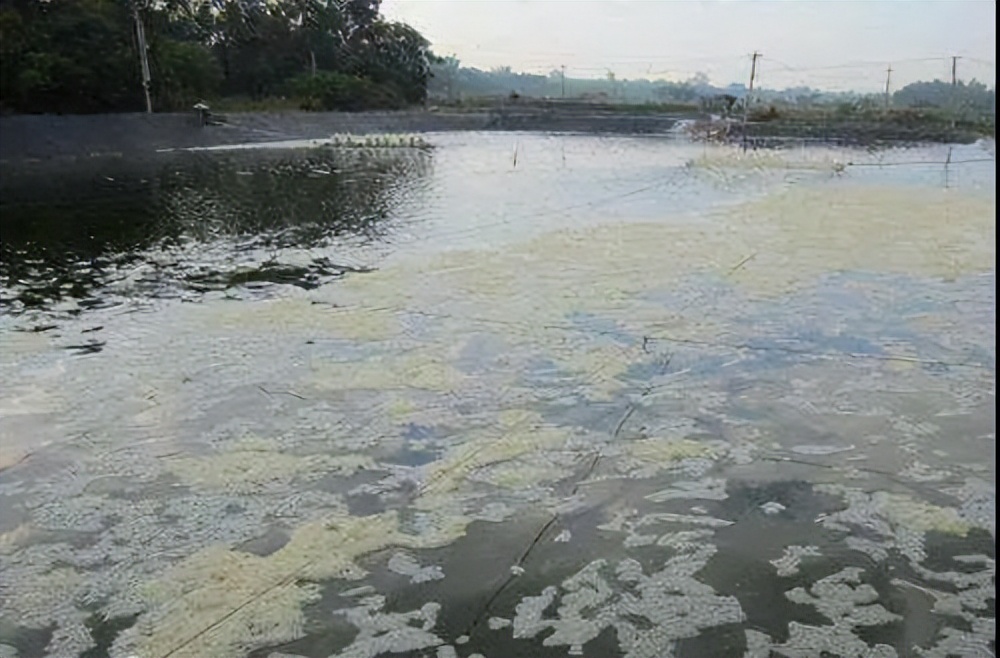 养殖池塘水面泡沫多的原因及有效处理方法