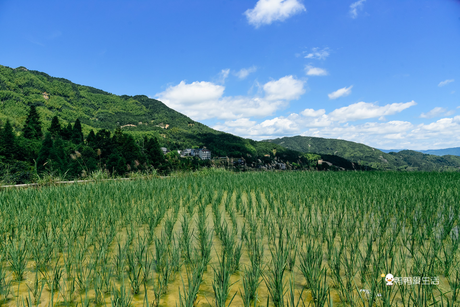 温州泰顺：住进超五星酒店泡温泉，假装在奈良逗小鹿，无比惬意