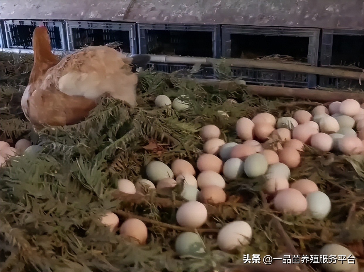 吃什么长鸡更大更长(散养土鸡喂这一草一粉,母鸡产蛋量可提高23%,鸡蛋