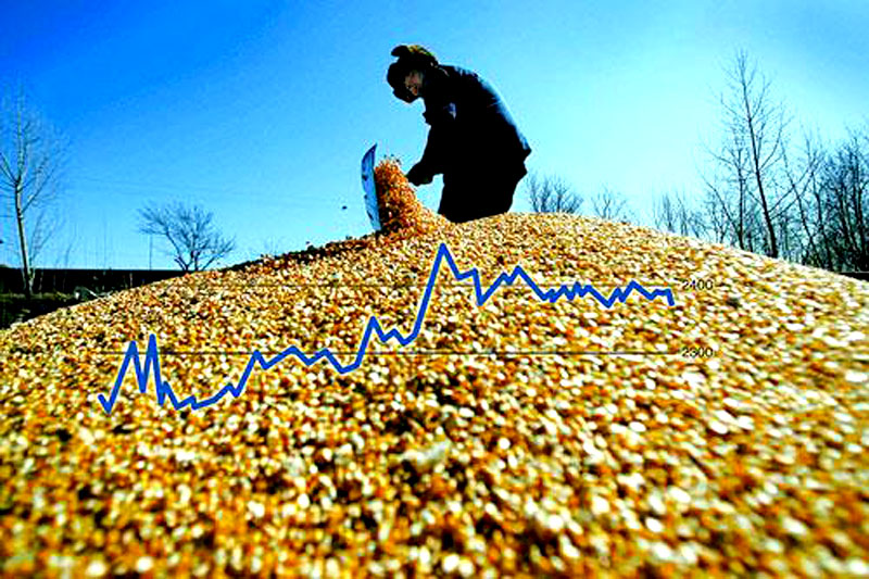 太平玉米今日价「今日山西玉米价一斤多少钱」