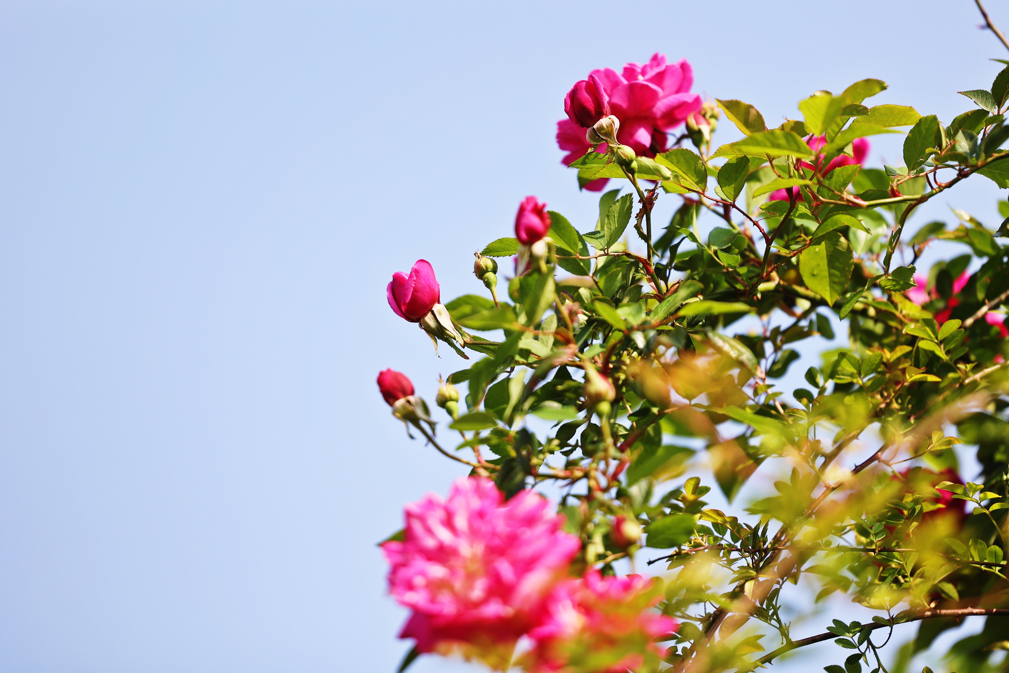 描写玫瑰花花开的优美句子