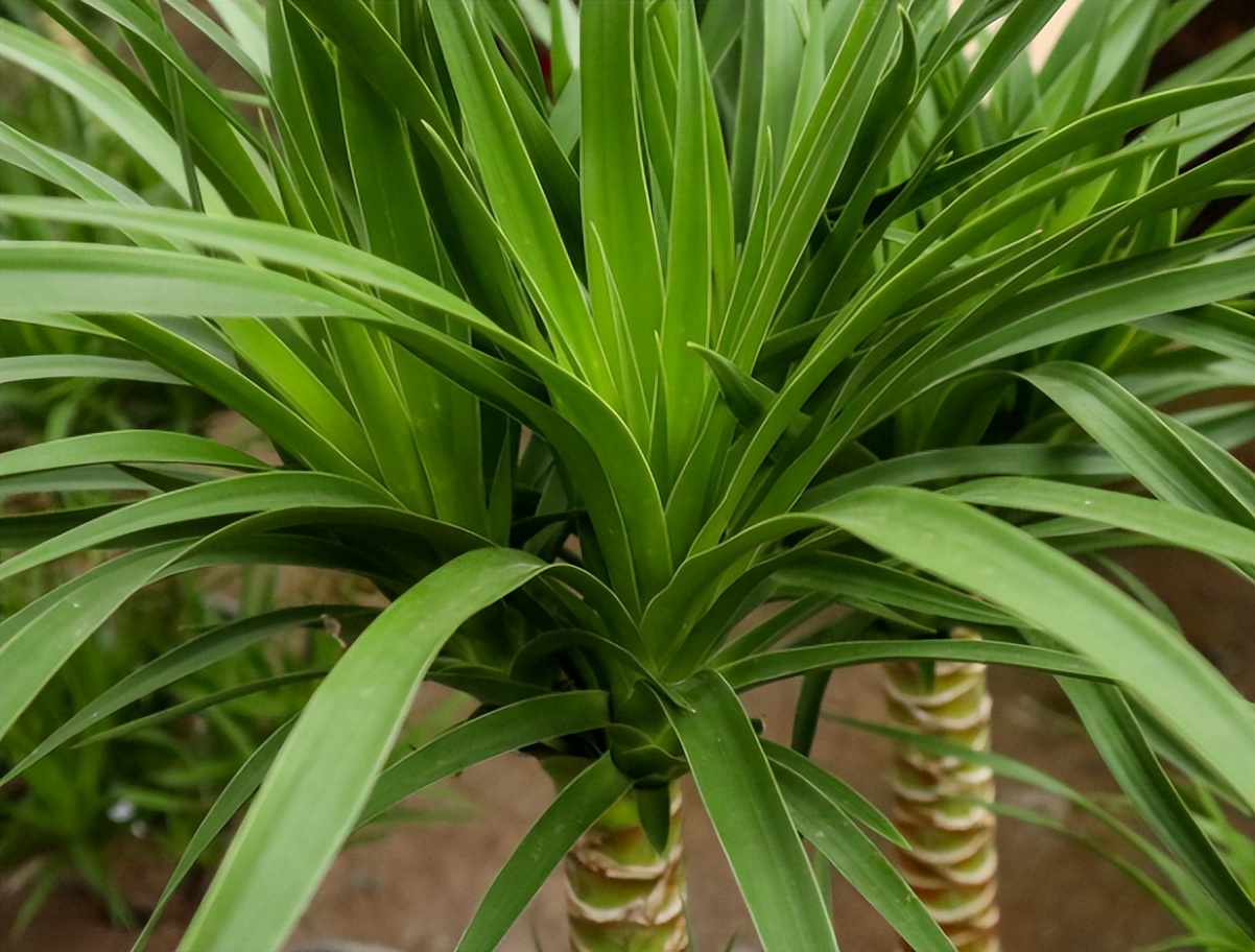 龙血树的养殖方法和注意事项(龙血树放哪里最旺财)-第2张图片-科灵网