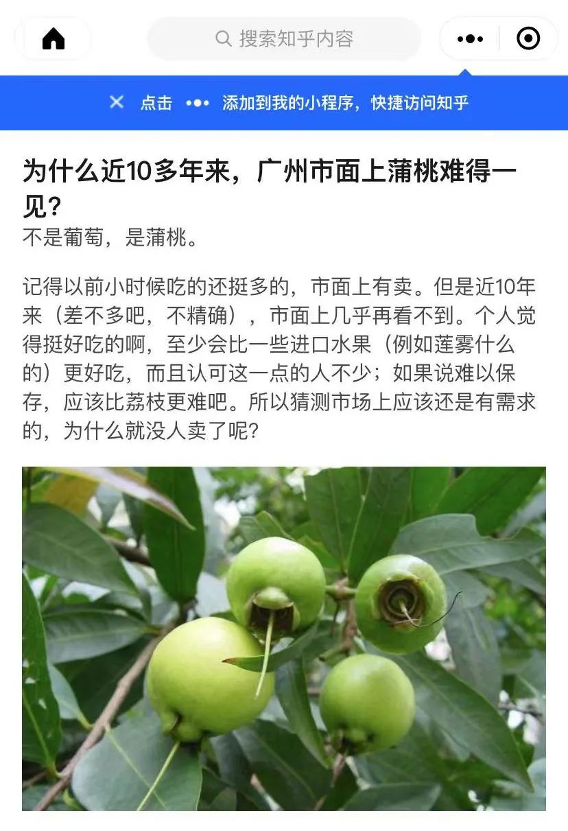 这种“稀有水果”最贵卖到800元/斤？！东莞通街都有