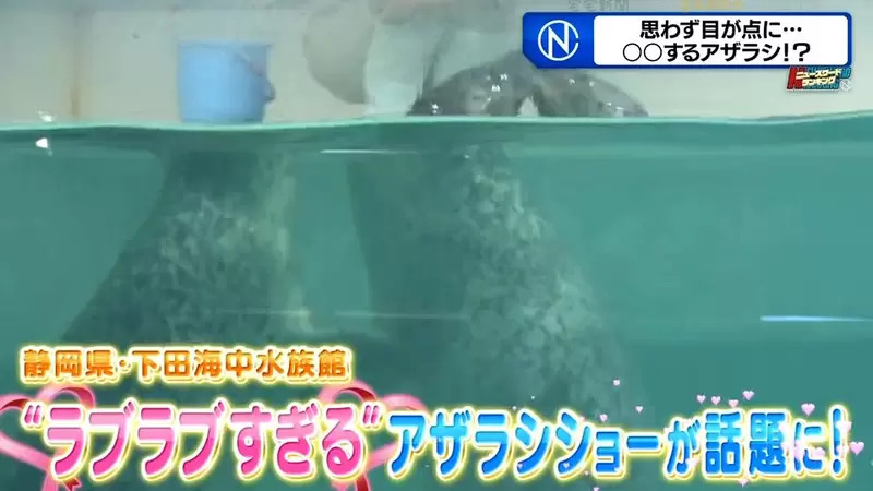 水族馆海豹超爱拥吻，惹人注目，日本饲养员：不是你想的那样