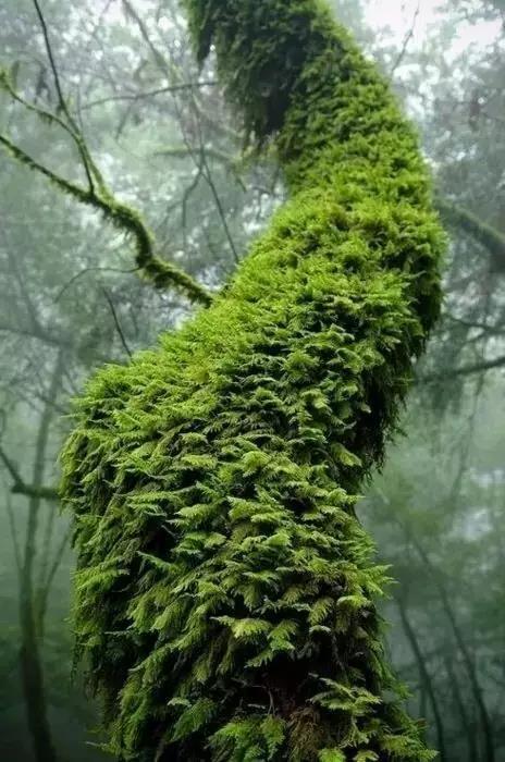 青苔图片(苔藓) - 赤虎壹号